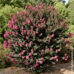 Lilas des indes plum magic�, lagerstroemia / pot de 3l