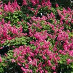Lilas des indes red imperator / pot de 4l Lilas des indes red imperator / pot de 4l