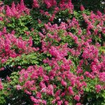 Lilas des indes red imperator / pot de 7, 5l Lilas des indes red imperator / pot de 7, 5l