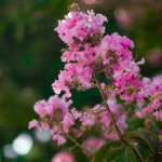 Lilas des indes rhapsody in pink, lagerstroemia / pot de 15 l