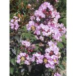 Lilas des indes 'rhapsody in pink' pot de 3l / 4l, touffe