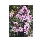 Le jardin du pic vert - lilas des indes 'rhapsody in pink' pot de 7, 5l / 10l, tige