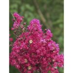 Lilas des indes 'saint emilion' pot de 3l / 4l