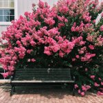 Lilas des indes souvenir d'andr� desmartis, lagerstroemia / pot de 3l