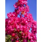 Lilas des indes 'souvenir d'andr� desmartis' pot de 3l / 4l