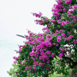 Lilas des indes souvenir d'hubert puard, lagerstroemia / pot de 15 litres