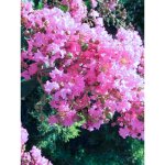 Le jardin du pic vert - lilas des indes 'summer charm hopi' pot de 7, 5l / 10l