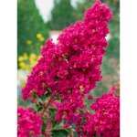 Lilas des indes 'summer charm tonto' pot de 3l / 4l Lilas des indes 'summer charm tonto' pot de 3l / 4l
