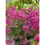 Lilas des indes 'terrasse rose' arbuste compact ? fleurs roses soutenues ? hauteur � maturit� 150 cm ...
