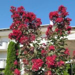 Lilas des indes terrasse rouge, lagerstroemia / pot de 7, 5l