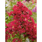 Lilas des indes 'terrasse rouge' pot de 3l / 4l