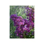 Le jardin du pic vert - lilas des indes violet d ete 'indyvio' pot de 3l / 4l
