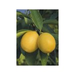 Le jardin du pic vert - limequat, citrofortunella pot de 2l / 3l, 1 / 4 de tige 40 / 50cm