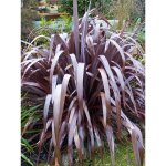 Lin de nouvelle - z�lande 'dark delight' pot de 4l / 5l