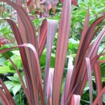 Le jardin du pic vert - lin de nouvelle - zlande 'evening glow' pot de 4l / 5l