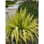Lin de nouvelle - z�lande 'yellow wave' pot de 2l / 3l