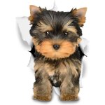 Linghhang - autocollants chiens muraux 3d - autocollants d�coratifs drole ? chien stickers yorkshire ...