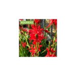 Lis des cafres - 3 godets