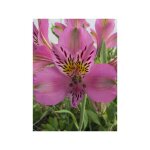 Lis des incas 'duc d'anjou charles' godet de 8 / 9 cm