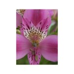 Lis des incas 'duc d'anjou edouard' godet de 8 / 9 cm