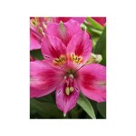 Lis des incas 'pitchounes lola' godet de 8 / 9 cm