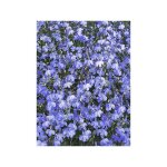 Lob�lie 'blue cascade' le sachet de 5100 graines (0, 2g)