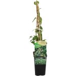 Lonicera heckrottii halliana - ch�vrefeuille du japon - blanc, jaune - plantes grimpantes - plantes de ...