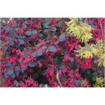Vivaio garden forest ? loropetalum black pearl arbuste en pot 18cm ? feuillage persistant rouge / bordeaux ...