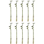 Lot de 10 - dracaena sanderiana - lucky bamboo - lucky bamboo - plantes d'intrieur - purificateur d'air ...