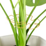 Lot de 10 tuteurs en fer pour plantes monstera, accessoires pour plantes d'int�rieur au design unique, ...