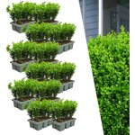 Lot de 12 buis newgen freedom (6 pi�ces) ? arbustes persistants rustiques 72 x � 7 cm - ? 15 cm buis ...