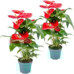 Lot de 2 - anthurium - plante flamant rose - rouge - plante d'intérieur - dépolluante - 30 - 40 cm de ... Lot de 2 - anthurium - plante flamant rose - rouge - plante d'intérieur - dépolluante - 30 - 40 cm de ...