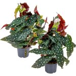 Lot de 2 - begonia maculata - b�gonia � pois - plante � pois - plante d'int�rieur - d�polluante - 20 ...