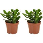 Lot de 2 - crassula ovata arbre magique - plante de jade - plantes d'intrieur - succulente - trs facile ...