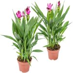 Lot de 2 - curcuma siam - tulipe de siam - plante d'intérieur - dépolluante - floraison - 40 - 50 cm ... Lot de 2 - curcuma siam - tulipe de siam - plante d'intérieur - dépolluante - floraison - 40 - 50 cm ...