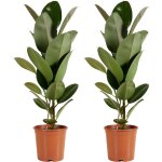 Lot de 2 - ficus elastica robusta - h�v�a - plante � caoutchouc - plantes d'int�rieur - purificateur ...