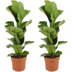 Lot de 2 - ficus lyrata bambino - plante  feuilles de violon - plantes d'intrieur - purifiant l'air ...