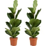 Lot de 2 - ficus lyrata - plante à feuilles de violon - plantes d'intérieur - purifiant l'air - facile ... Lot de 2 - ficus lyrata - plante à feuilles de violon - plantes d'intérieur - purifiant l'air - facile ...
