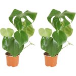 Lot de 2 - monstera deliciosa - plante - gruy�re - plante d'int�rieur - facile d'entretien - purificatrice ...