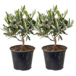 Lot de 2 - olea europaea - olivier - arbuste d'olivier - plantes de jardin - rsistant au gel - 30 - ...