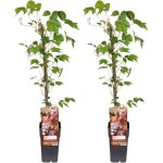 Lot de 2 plantes grimpantes (vigne vierge tricuspidata veitch boskoop) - �15cm, ?65cm - feuillage vert ...