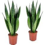 Lot de 2 - sansevieria zeylanica - langue de belle - mère - plantes d'intérieur - dépolluantes - très ... Lot de 2 - sansevieria zeylanica - langue de belle - mère - plantes d'intérieur - dépolluantes - très ...