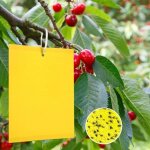 Lot de 20 tableaux jaunes pour cerisier, lutte contre les moustiques des champignons, autocollants jaunes ...