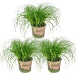 Lot de 3 - cyperus zumula - herbe à chat - plante d'intérieur - sans danger pour les animaux - 20 - 30 ... Lot de 3 - cyperus zumula - herbe à chat - plante d'intérieur - sans danger pour les animaux - 20 - 30 ...