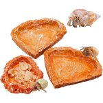 Lot de 3 gamelles pour reptiles, bols en r�sine pour nourriture et eau pour bernard - l'hermite, kit ...