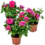Lot de 3 - rosier nain rose - plantes d'intrieur & extrieur - terrasse & jardin - rustique - 20 - 30 ...