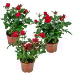Lot de 3 - rosier nain rouge - plantes d'intrieur & extrieur - terrasse & jardin - rustique - 20 - ...