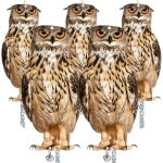 Lot de 5 effaroucheurs oiseaux chouette anti pigeons � suspendre ext�rieur avec bande r�fl�chissante ...