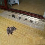 Ymyny - lot de 6 autocollants invisibles pour rats collants de 1, 2 m Ymyny - lot de 6 autocollants invisibles pour rats collants de 1, 2 m