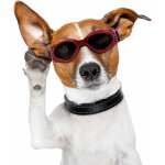 Lunettes de soleil pour animaux de compagnie (rouge) fei yu
